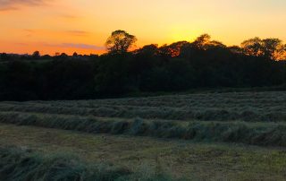 Sunset over a field